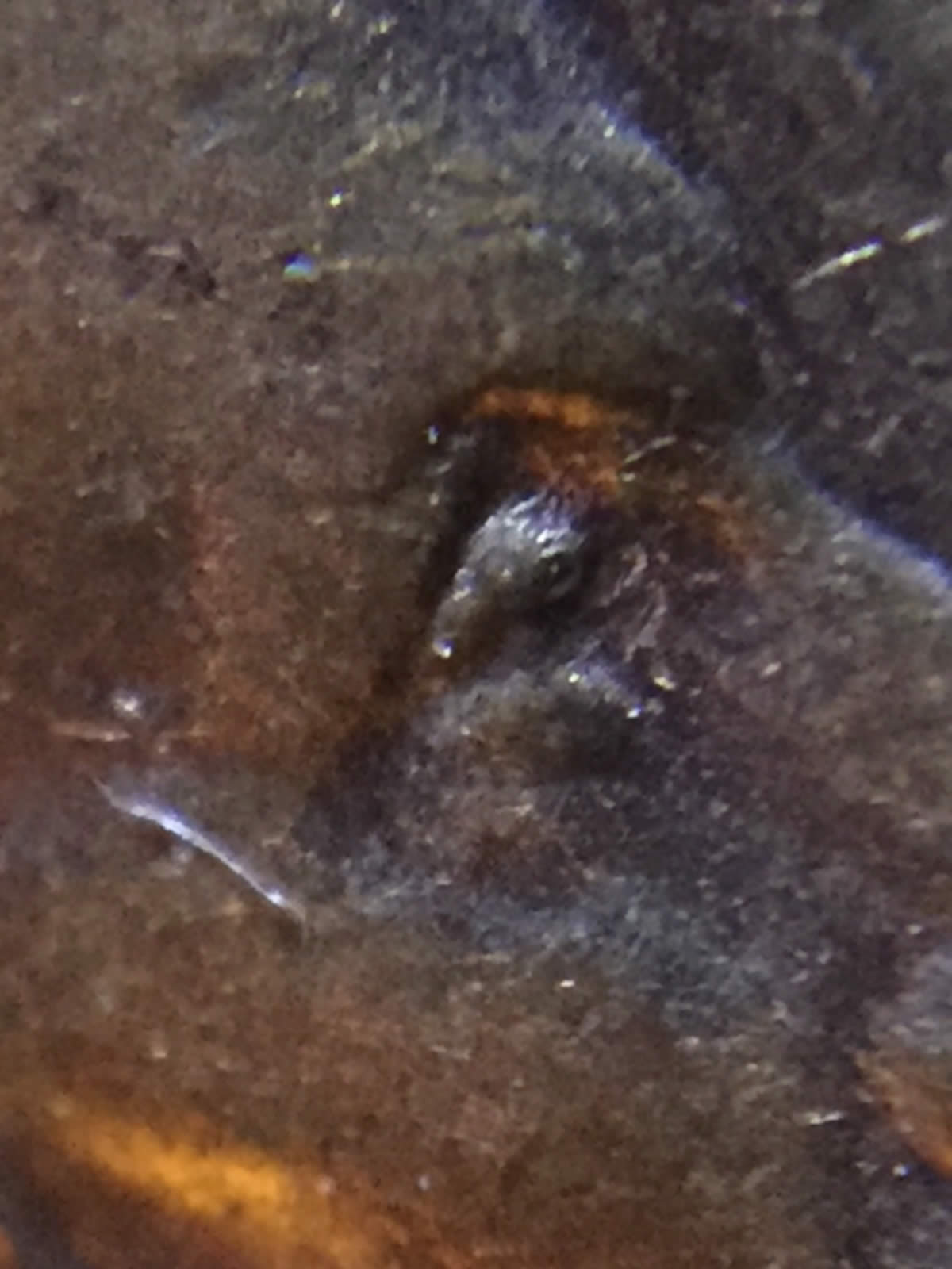 2000-D-Lmc-DDO-Eye?