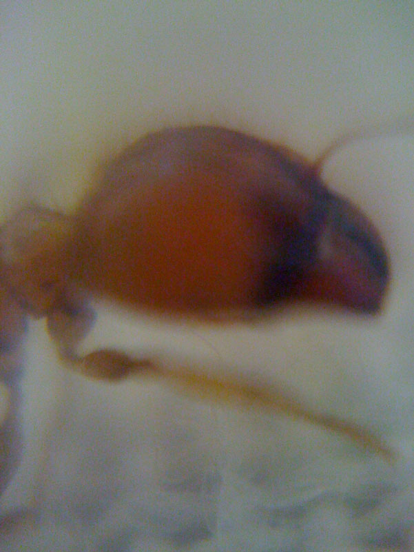 Iphone-+-Loupe-=-Success!