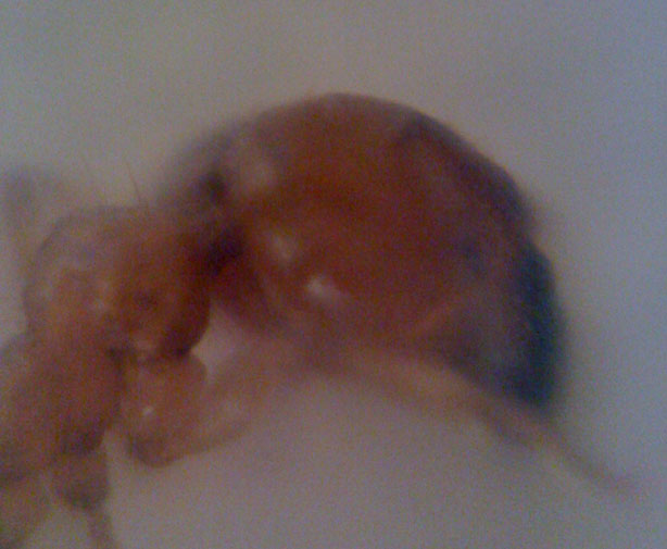 Iphone-+-Loupe-=-Success!
