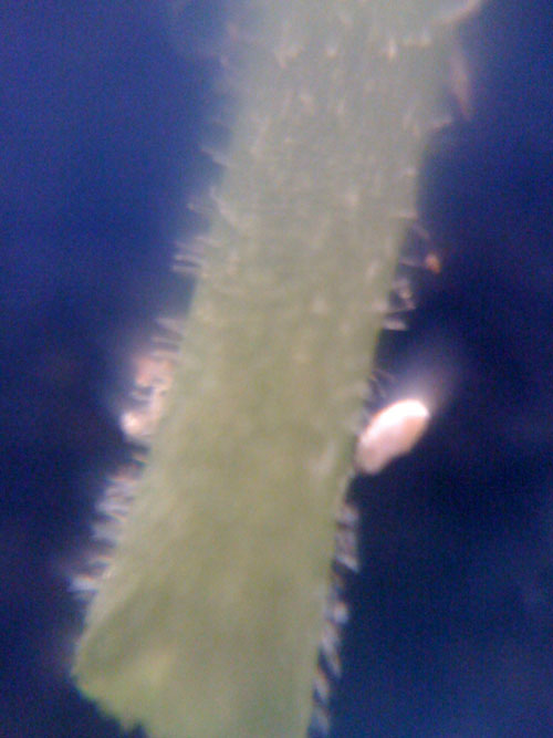 Iphone-+-Loupe-=-Success!
