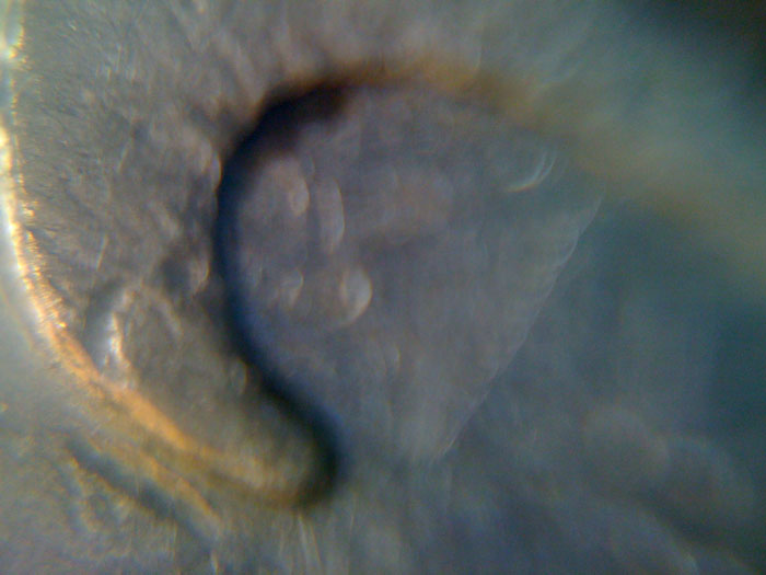 Iphone-+-Loupe-=-Success!
