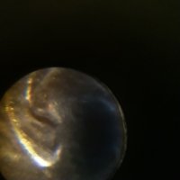 Is-There-A-2002-LMC-Double-Ear-Variety?