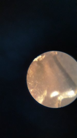 Help-Confirming-1955-D-LWC-DDO