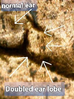 1989-D-Cent-Doubled-Lower-Ear-Lobe.