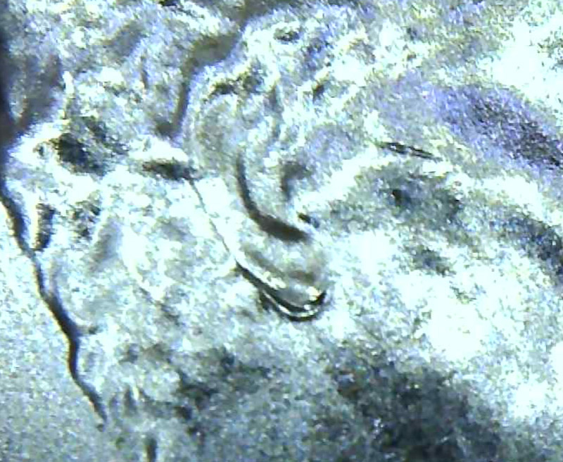 2020-D-Lincoln-Shield-Cents-Doubled-Ears-Revised