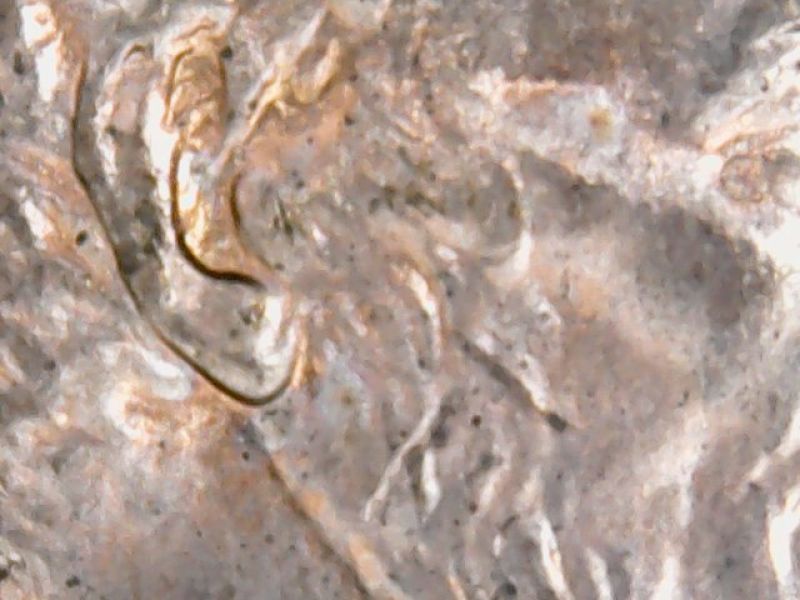 Is-It-My-Imagination-Or-Is-There-Another-Ear-On-Lincolns-Cheek-2003-D