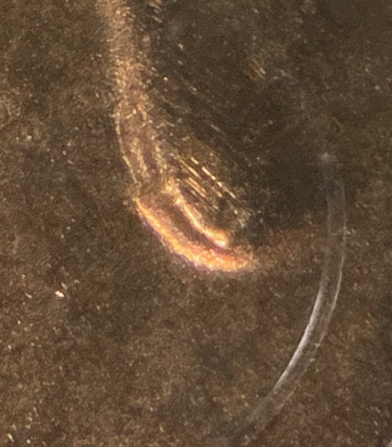 2017-D-LSC-DDO-Doubled-Ear