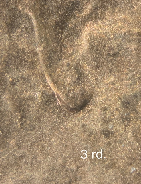 2017-D-LSC-DDO-Doubled-Ear