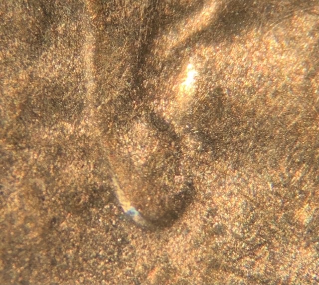 2019-D-Lincoln-Shield-Cent-Ear-?