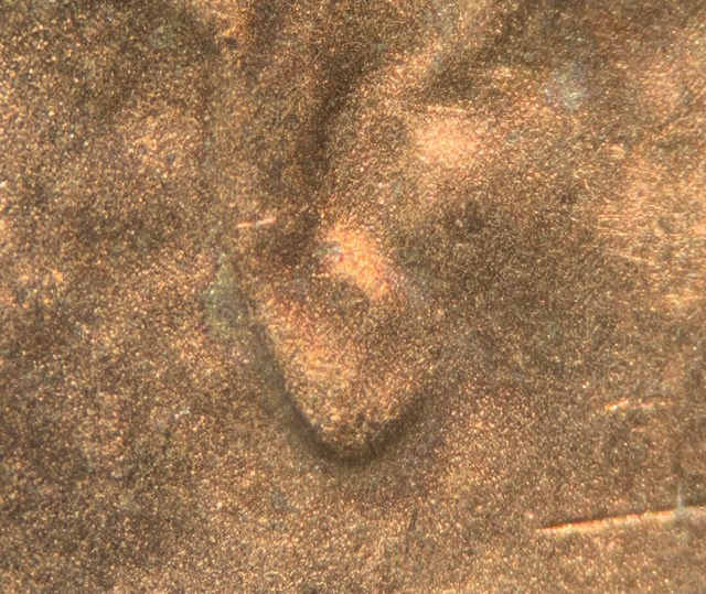 2019-D-Lincoln-Shield-Cent-Ear-?