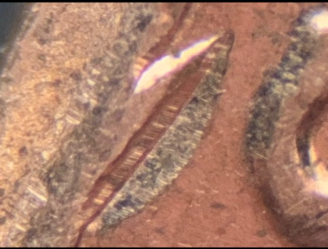 2019-Lincoln-Shield-Cent.-Ufo-Reverse
