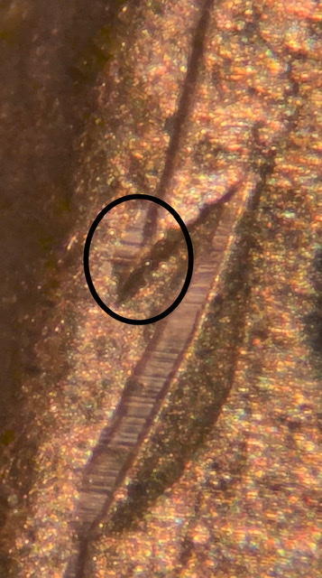 2019-Lincoln-Shield-Cent.-Ufo-Reverse