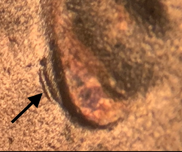 2020-LSC-Doubled-Ear