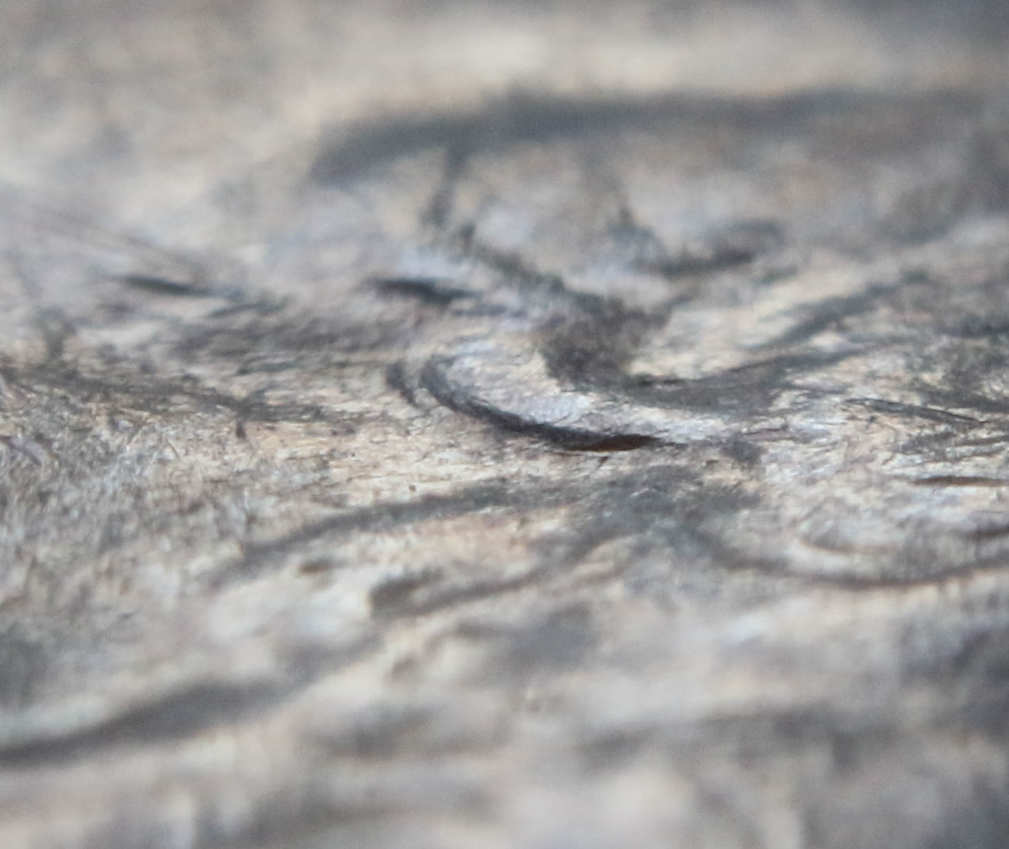 Washington-Quarter-Error-Doubled-Ear-Lobe-New-Error?