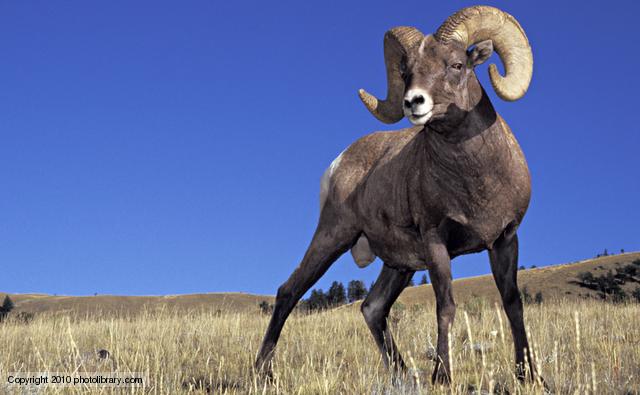 Pronghorn-Antelop---Coin-#-5-In-The-Wildlife-Bullion-Series