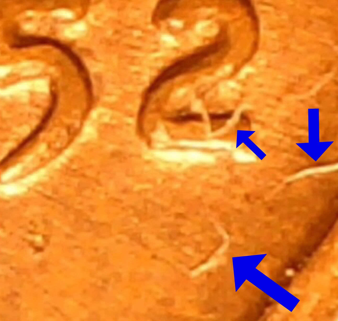 1952-D-RPM-003-?-Found-Roll-Searching