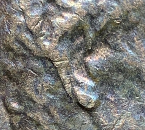 1980-Lincoln-Memorial-Cent-Very-Odd-Earlobe