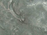 1983-Penny-Looks-Like-Fish-Hooked-Ear