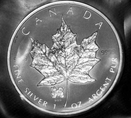 Privy-Silver-Maple-Leaf