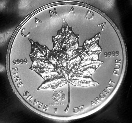 Privy-Silver-Maple-Leaf