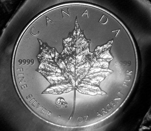 Privy-Silver-Maple-Leaf