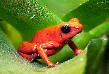 Venetian-Glass-Frog-Coin