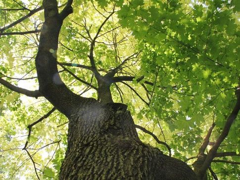 What-About-The-1-Oz....maple-Canopy-Coin