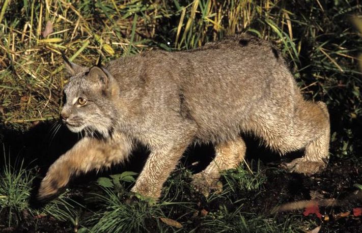 RCM-Nr:-2014-Ultra-High-Relief-Gold-Fierce-Canadian-Lynx