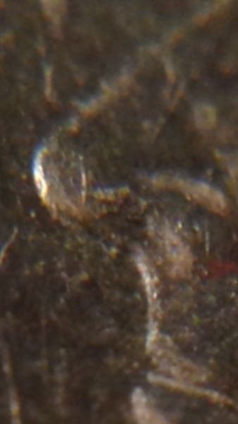 2009-P-Dime-Errors-Possible-Cuds