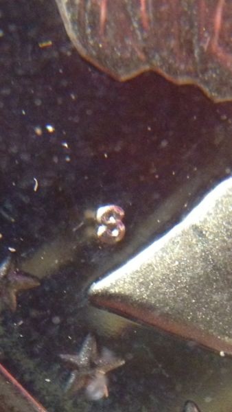 1981-SBA-Type-2?