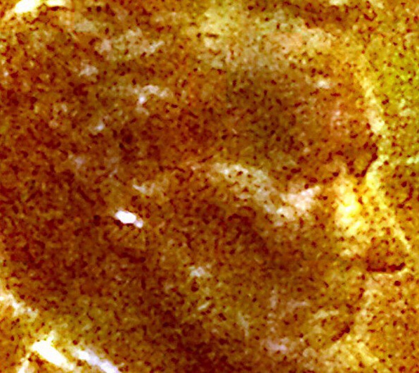 1966-C-Lincoln-Double-Nose,-Eye,-Back-Shoulder-Fat-Ear-Lobe?