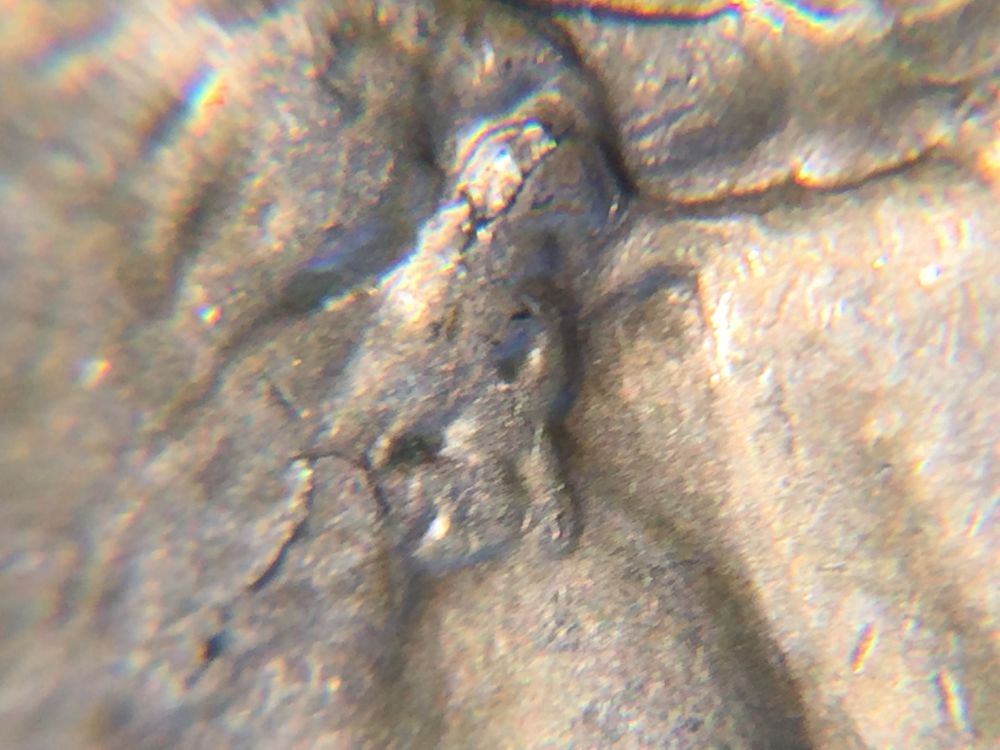 Crack-In-A-Silver-Nickel?