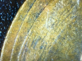 1953-D,-Left-Edge,-Both-Sides,-Double-Edge/Rim?