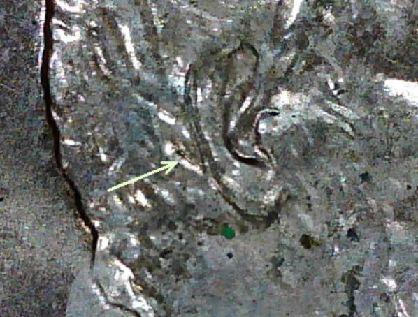 2006-P-1-DO-011?