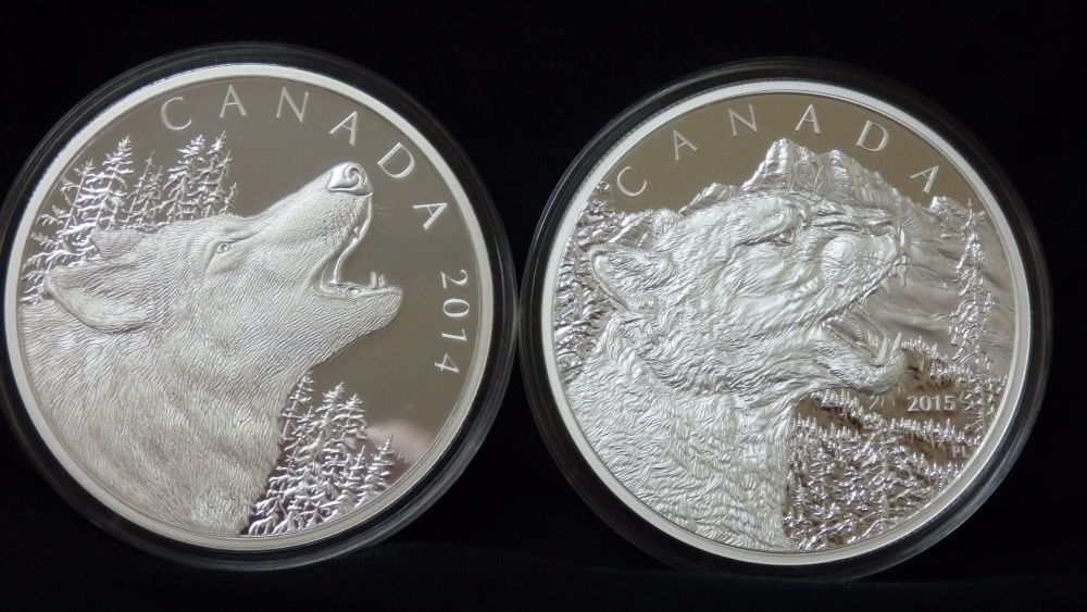 1/2-Kilo-Growling-Cougar