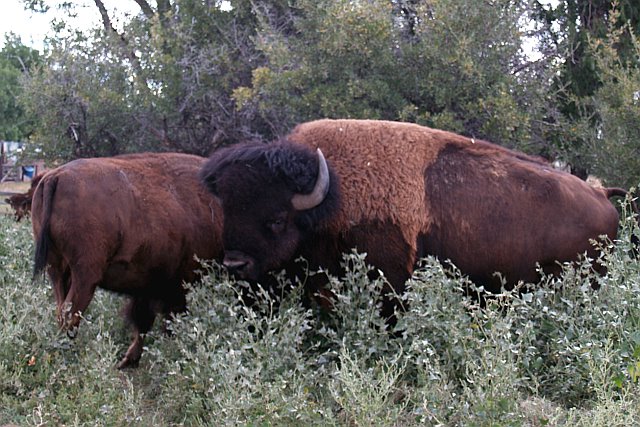 Buffalo-Comemmorative