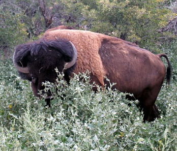 Buffalo-Comemmorative