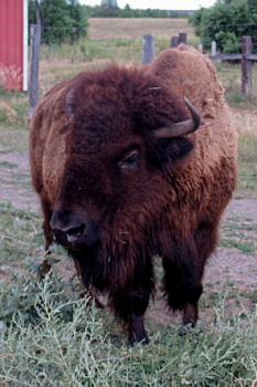 Buffalo-Comemmorative