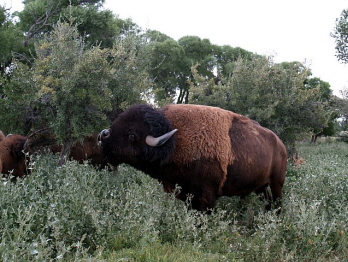 Buffalo-Comemmorative