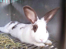 How-Many-Rabbit-Ears-Do-You-Have?