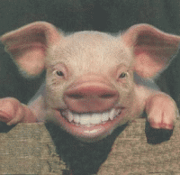 Question-About-The-Lunar-Pig-Coin