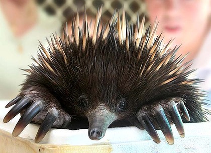 Question-About-The-5-Cent-Echidna-Series