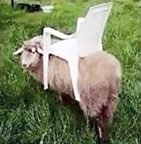 Thenickelguy's-Coins-For-Riding-Mower-Contest