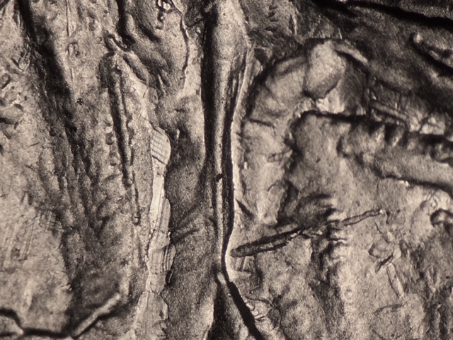 First-DDR-2014-P-Shenandoah-Quarter-Found