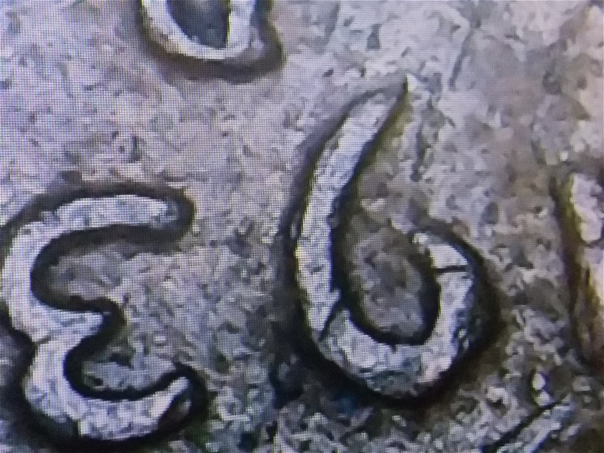1938-D-Wheat-Penny-Error