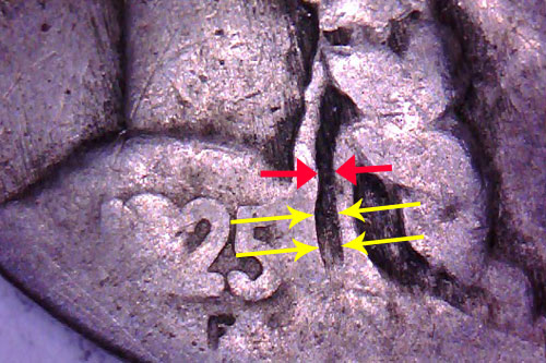 Identifying-Dateless-1925-Buffaloes-By-Ribbon-Morphology