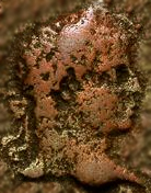 Guess-The-Emperor,-Caesar,-Or-Empress