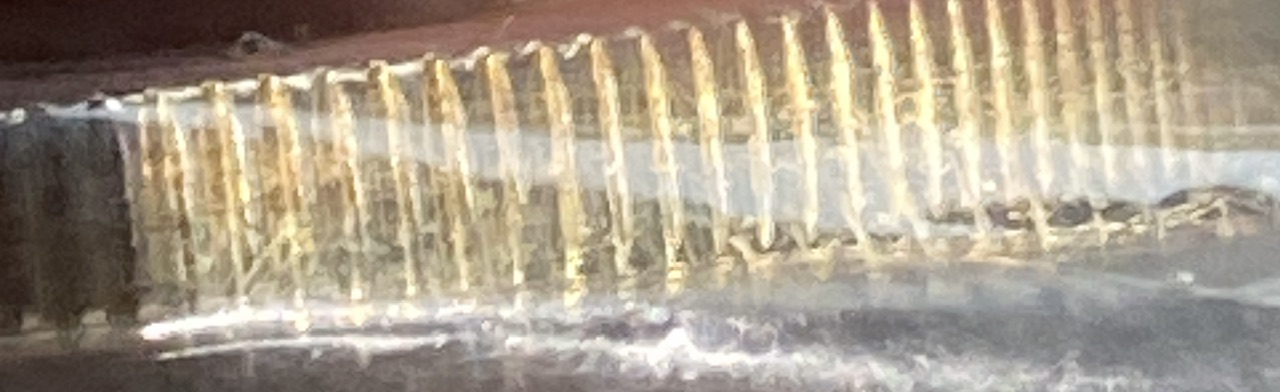 1972-S-Eisenhower-Raised-Reeds-Dollar