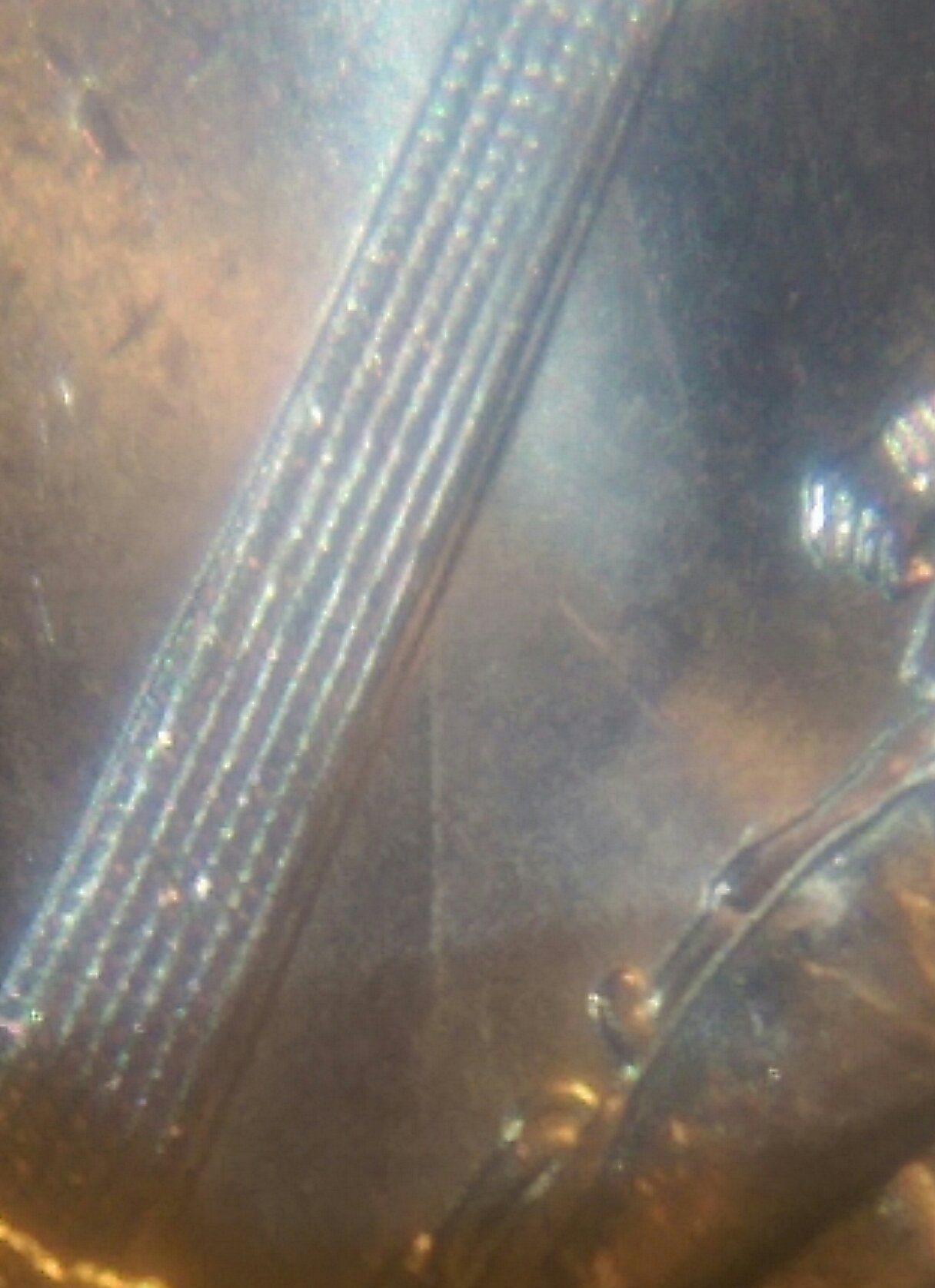 Perry's-Victory-Quarter-Error?