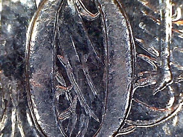Noodling-Find-Of-The-Week?